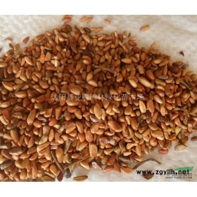 林木种子 新采杜英种子 优质杜英苗木种子 园林风景树 常青树