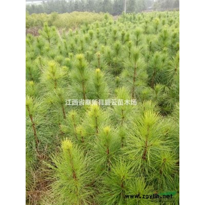 江西杜英小苗、杜英二公分、杜英三公分、杜英四公分、杜英五公分