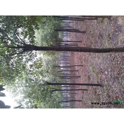 大量杜英8-14公分