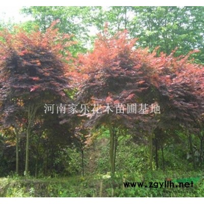 法国冬青、八月桂花、红叶小檗、红叶石楠