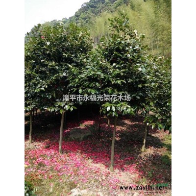 2016年福建桂花小苗优惠批发啦