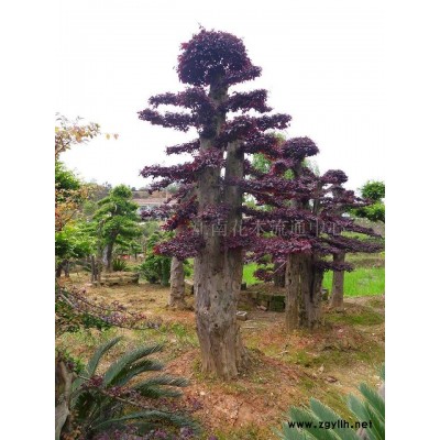 大叶女贞，大叶栀子花，大叶黄杨，地中海荚迷