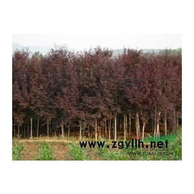 大叶女贞树价格