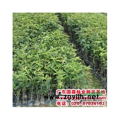 中叶杜英—广西中叶杜英