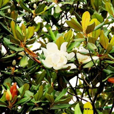 泽熙园林~杜英~高品质~实景~诚信经营 杜英绿化工程大树