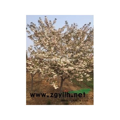 公分桂花树报价/亿林华源sell/公