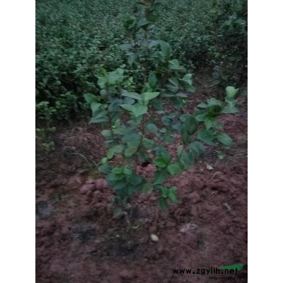 大量销售黄桷树、桂花、小叶榕、重阳木