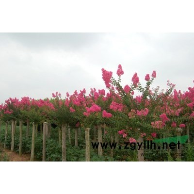 安徽大叶女贞 高杆女贞 *新报价/大叶女贞图片