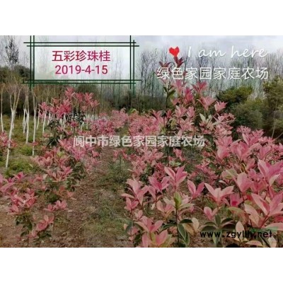 销售桂花，紫薇，罗汉松，红千层，串钱柳，腊梅等苗木