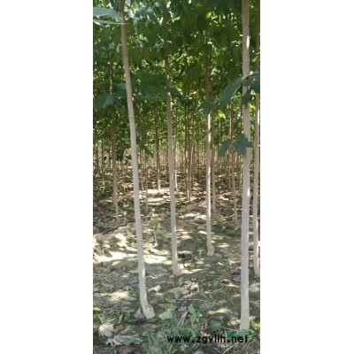 出售拆迁苗 桂花树10公分以上的 7－10公分的