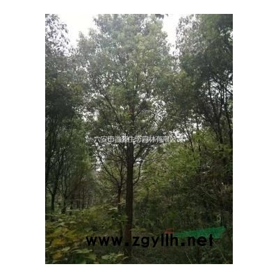 桂花八月金桂精品桂花