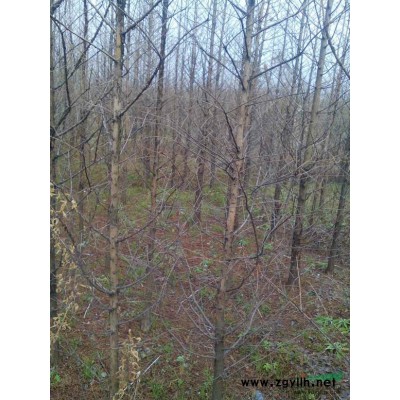 江西大叶女贞1*新报价/大叶女贞1图片