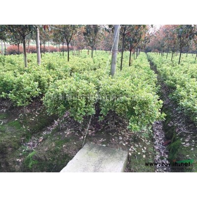 大量供应大叶女贞1公分以上