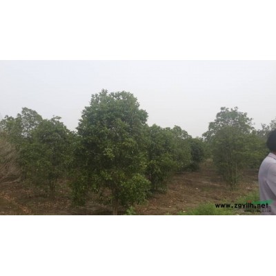 江苏如皋大量出售大叶女贞，各种规格，欢迎采购