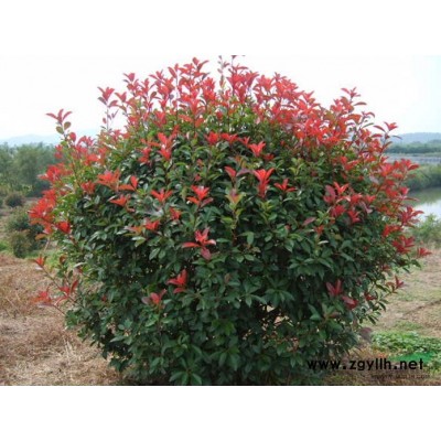 紧急出售大叶女贞、高杆女贞、冬青，1.5-10公分，杆子直