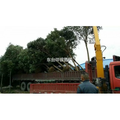 江苏东台供应大叶女贞，*新大叶女贞报价