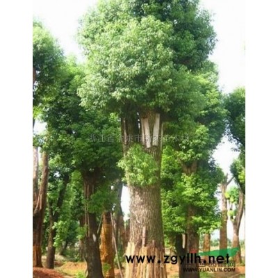 桂花2行情报价\桂花2图片展示