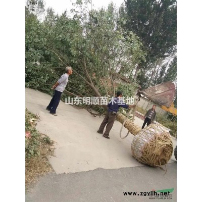 大叶女贞，旱柳，白蜡