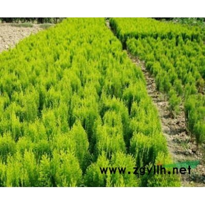 大叶女贞 红叶李 樱花 马褂木 栾树 罗汉松 香樟