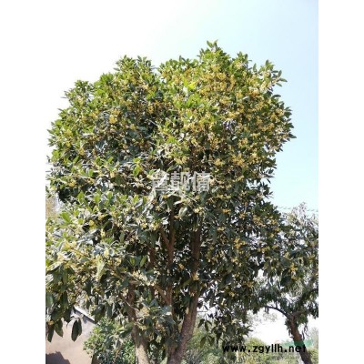 安徽合肥肥西地区桂花树35棵供应