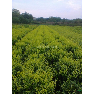 大叶女贞，大叶女贞价格，大叶女贞供应，高杆大叶女贞