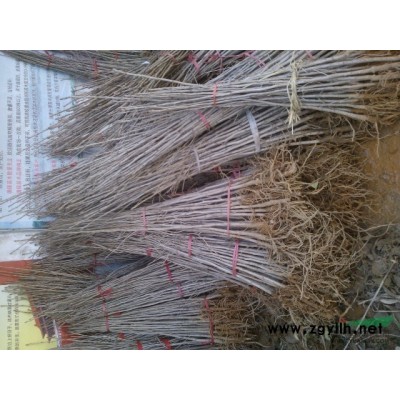 大叶女贞--冬青