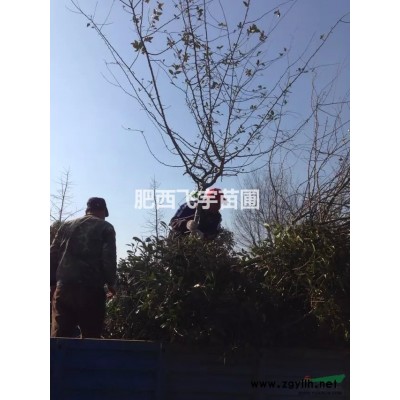 桂花 乌桕 香樟 精品苗销售