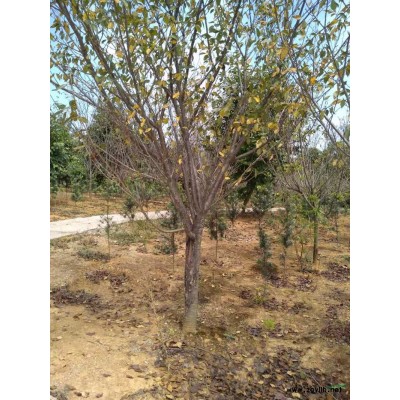 江西杜英杯苗哪里好/哪家便宜？九江哪里可以买到杜英杯苗