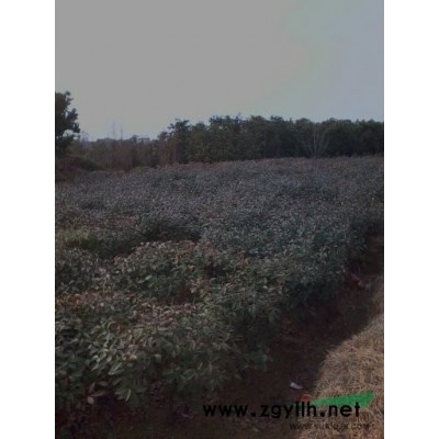 安徽大叶女贞信息