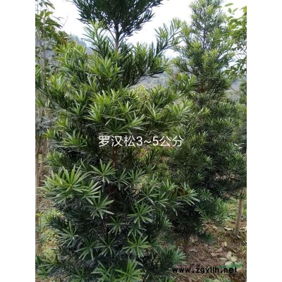 供应8-10公分桂花价格60 重庆货源