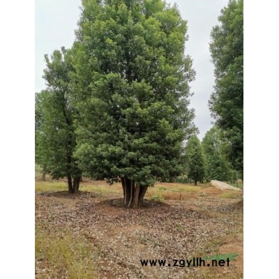 原生多杆香樟杜英乐昌含笑无患子朴树栾树桂花广玉兰等