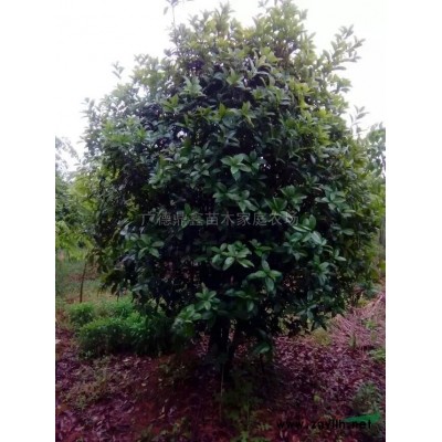 桂花9*新价格/桂花9报价