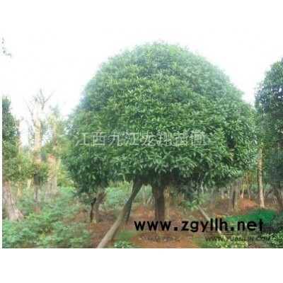 杜英*新价格/杜英报价