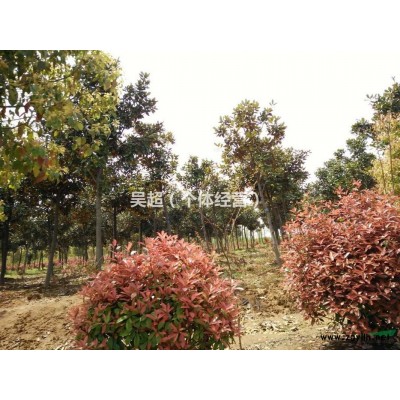 供应大批量2米-4米的桂花