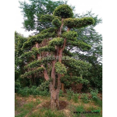 杜英米径15公分