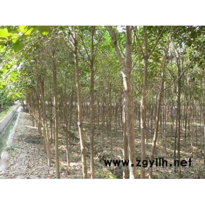 法桐、白蜡、大叶女贞(急售)