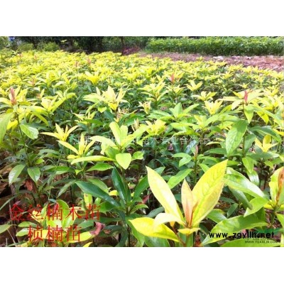 江西吉安金桂花小苗1米高、金丝楠苗低价直销