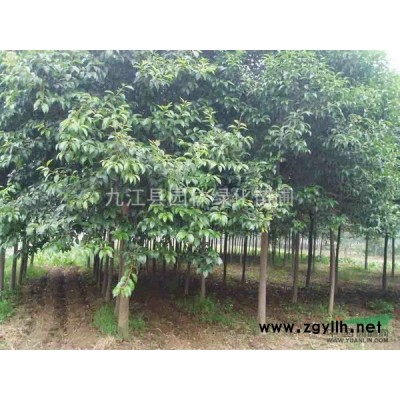 12公分杜英价格、13公分杜英价格、15公分杜英价格