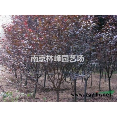 桂花树价格是多少，桂花树价格报价参考