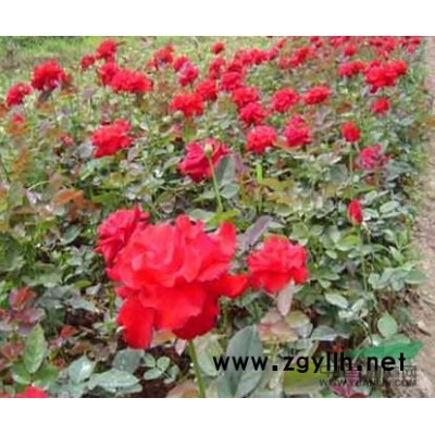 杜英、玉兰、广玉兰、香樟