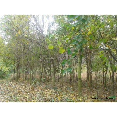 桂花种子出售//九江桂花种子价格行情