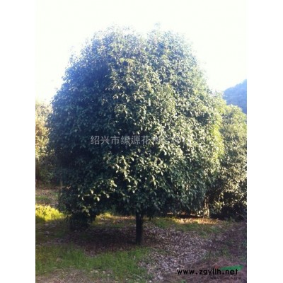 供应8-20公分杜英