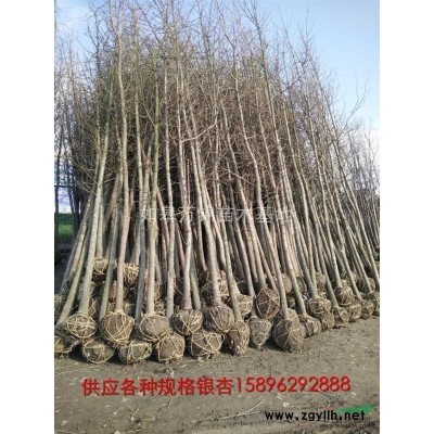 供应江苏上海浙江各类银杏树、大叶女贞、紫薇