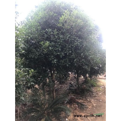 广西贵港市平南县供应8到12公分黄金桂花树