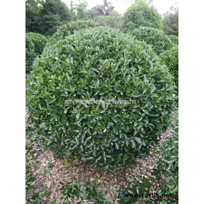 供应12公分桂花各种规格精品桂花，西南桂花基地，成都桂花批发