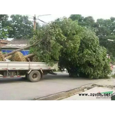 江西“桂花”小苗/桂花小苗实照