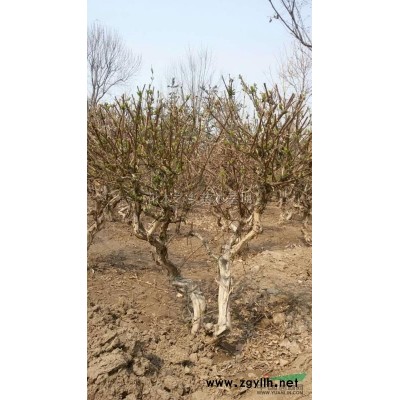 高杆大叶女贞苗