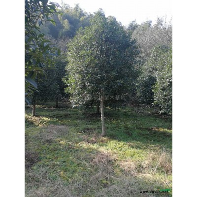 安徽桂花4哪里好/哪家便宜