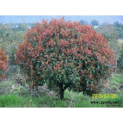 大叶女贞3、4、5、6公分量大，3、4、5、6公分红叶石楠树