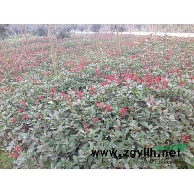 供应11-12公分桂花（熟货）